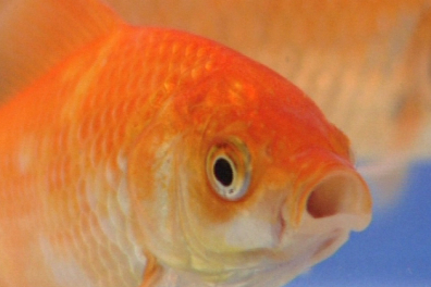 Les mouvements respiratoires - 6mn 50s